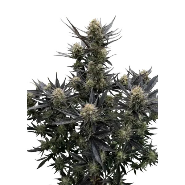 Guava Auto RF3 (Fast Buds) Feminizovaná