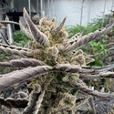 Guava Auto RF3 (Fast Buds) Feminizovaná