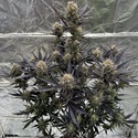 Guava Auto RF3 (Fast Buds) Feminizovaná