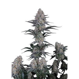 Guava Sundae Auto (FastBuds) feminizovan&aacute;