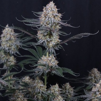 Guava Sundae Auto (Fast Buds) Feminizovaná