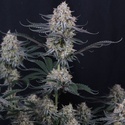 Guava Sundae Auto (Fast Buds) Feminizovaná