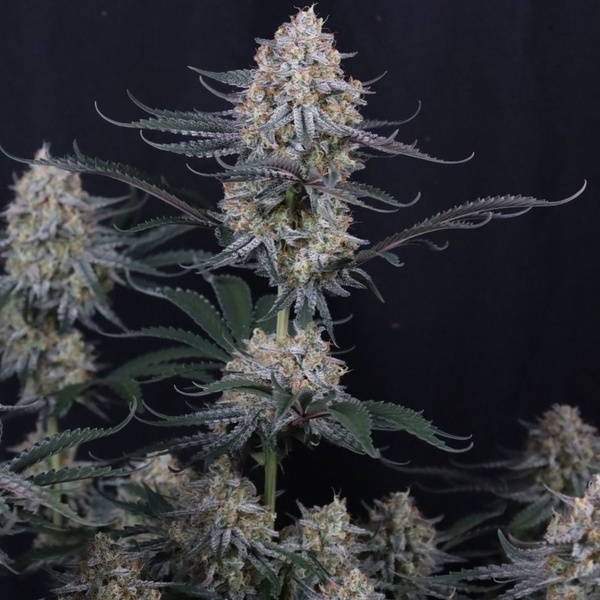 Guava Sundae Auto (Fast Buds) Feminizovaná