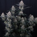 Guava Sundae Auto (Fast Buds) Feminizovaná