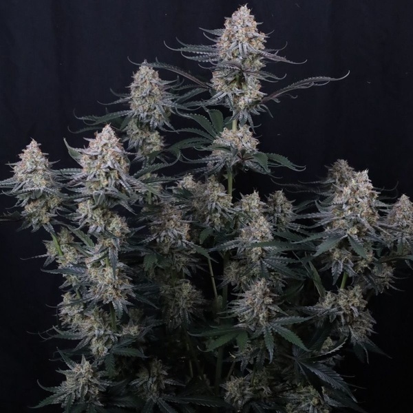 Guava Sundae Auto (Fast Buds) Feminizovaná