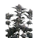 Mendo Frost Auto (Fast Buds) Feminizovaná