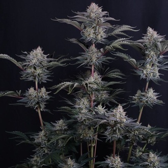 Mendo Frost Auto (Fast Buds) Feminizovaná