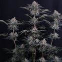 Mendo Frost Auto (Fast Buds) Feminizovaná