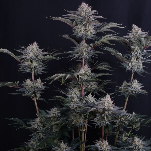 Mendo Frost Auto (Fast Buds) Feminizovaná