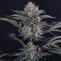 Mendo Frost Auto (Fast Buds) Feminizovaná