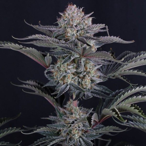 Mendo Frost Auto (Fast Buds) Feminizovaná