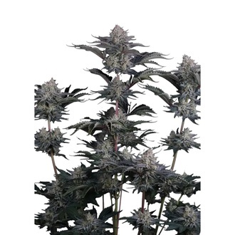 Mendo Guava Auto (Fast Buds) Feminizovan&aacute;