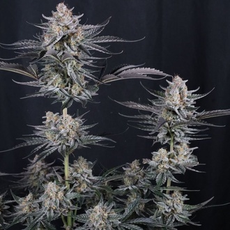 Mendo Guava Auto (Fast Buds) Feminizovaná