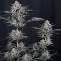 Mendo Guava Auto (Fast Buds) Feminizovaná