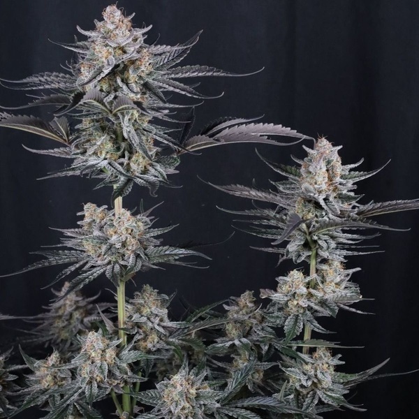 Mendo Guava Auto (Fast Buds) Feminizovaná