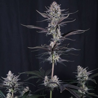 Mendo Guava Auto (Fast Buds) Feminizovaná
