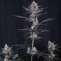 Mendo Guava Auto (Fast Buds) Feminizovaná