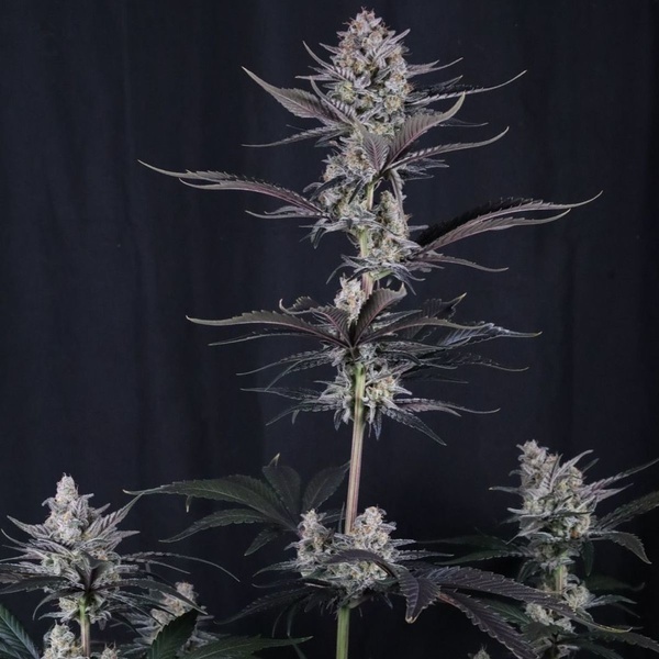 Mendo Guava Auto (Fast Buds) Feminizovaná