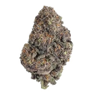 Papayton (FastBuds) feminizovan&aacute;