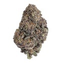 Papayton (Fast Buds) Feminizovaná