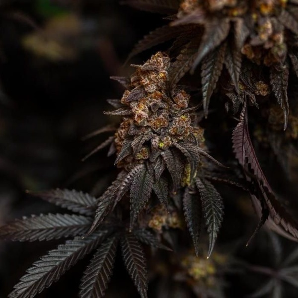 Papayton (Fast Buds) Feminizovaná