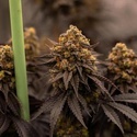 Papayton (Fast Buds) Feminizovaná