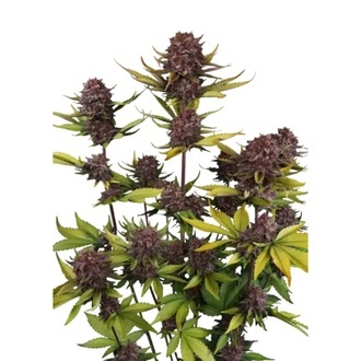 Purple Lemonade Auto RF3 (Fast Buds) Feminizovan&aacute;