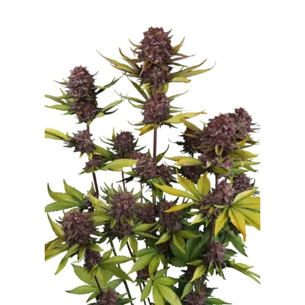 Purple Lemonade Auto RF3 (Fast Buds) Feminizovaná