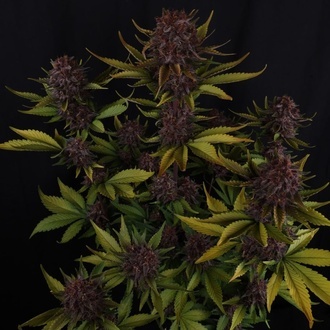 Purple Lemonade Auto RF3 (Fast Buds) Feminizovaná