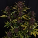 Purple Lemonade Auto RF3 (Fast Buds) Feminizovaná
