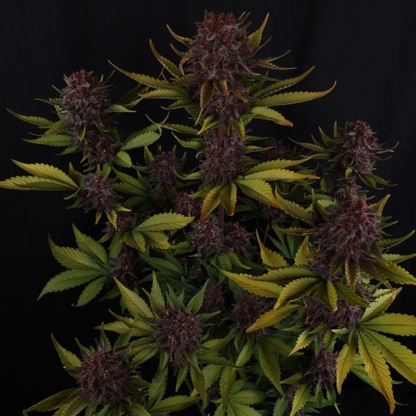 Purple Lemonade Auto RF3 (Fast Buds) Feminizovaná