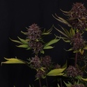 Purple Lemonade Auto RF3 (Fast Buds) Feminizovaná
