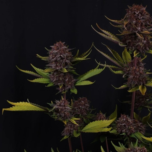 Purple Lemonade Auto RF3 (Fast Buds) Feminizovaná