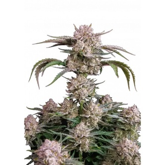 Strawberry Gorilla Auto RF3 (FastBuds) feminizovan&aacute;