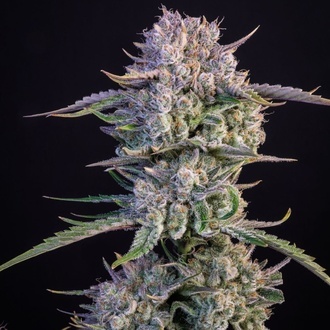 Strawberry Gorilla Auto RF3 (Fast Buds) Feminizovaná