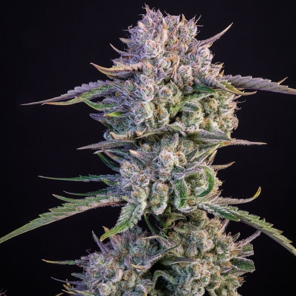Strawberry Gorilla Auto RF3 (Fast Buds) Feminizovaná