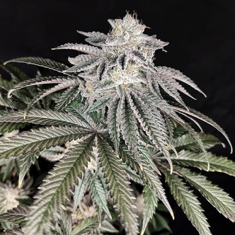 Cherry Melt (Pure Instinto) feminizovan&aacute;