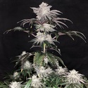 Cherry Melt (Pure Instinto) feminizovaná