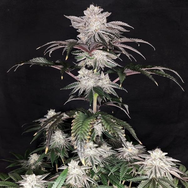 Cherry Melt (Pure Instinto) feminizovaná