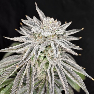 Yuzu Grape Kush (Pure Instinto) feminizovan&aacute;