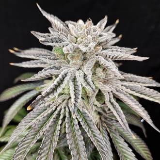 Yuzu Grape Kush (Pure Instinto) Feminizovaná