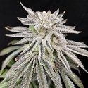 Yuzu Grape Kush (Pure Instinto) Feminizovaná