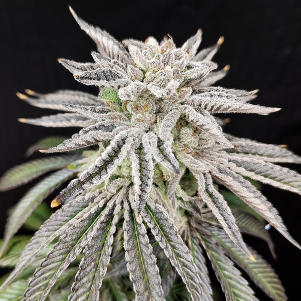 Yuzu Grape Kush (Pure Instinto) Feminizovaná