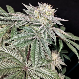 Golden Truffle (Pure Instinto) feminizovan&aacute;