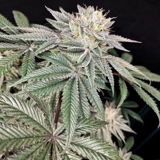 Golden Truffle (Pure Instinto) Feminizovan&aacute;