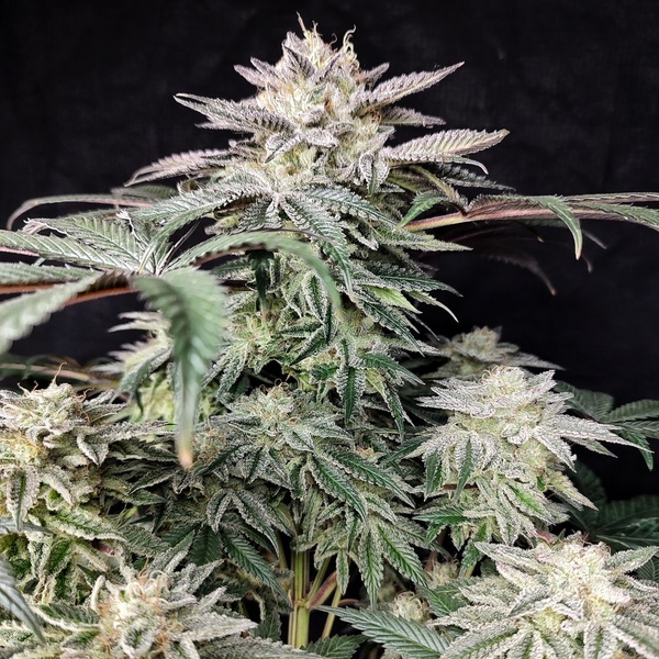 Golden Truffle (Pure Instinto) feminizovaná