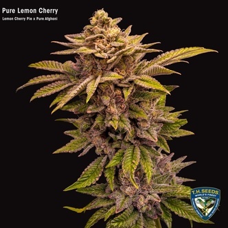 Pure Lemon Cherry (T.H. Seeds) feminizovan&aacute;