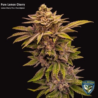 Pure Lemon Cherry (T.H.Seeds) Feminizovan&aacute;