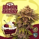 Pure Lemon Cherry (T.H.Seeds) Feminizovaná