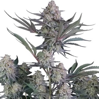 Lemon Tree Auto (FastBuds) feminizovan&aacute;